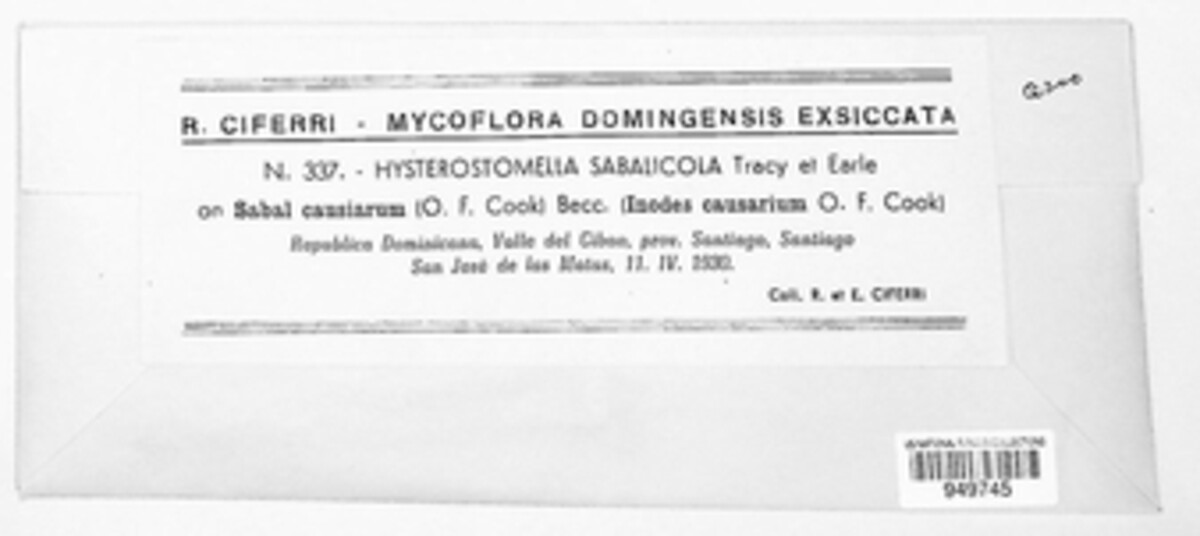 Hysterostomella image